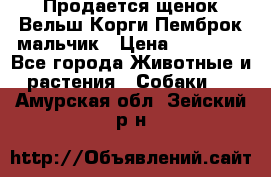 Продается щенок Вельш Корги Пемброк мальчик › Цена ­ 65 000 - Все города Животные и растения » Собаки   . Амурская обл.,Зейский р-н